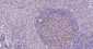 PCNA Mouse mAb, Nuclear Loading Control